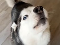 赤ちゃんを連れてお出かけしようとしたら、シベリアンハスキーさんが全力で引き止めてきた