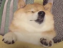 犬「起きたくない… あぁ寝ていたい、あと5分」字余り
