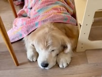 お昼寝する犬さんに毎回ブランケットをかけてあげる女の子、仲の良さが微笑ましい♡