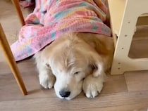 お昼寝する犬さんに毎回ブランケットをかけてあげる女の子、仲の良さが微笑ましい♡