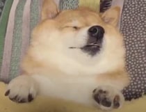 犬「起きたくない… あぁ寝ていたい、あと5分」字余り