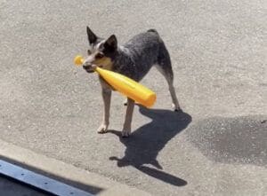 一緒に野球しようぜ！やる気満々でバットを構える犬。