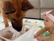 ジャーマンシェパードさんと赤ちゃんが子猫たちと初対面！ 一気にほっこりする雰囲気に♡