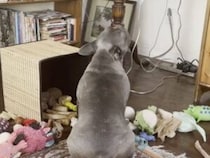 お気に入りのおもちゃが見つからないフレンチブルドッグさん、まるでこの世の終わりのような悲しみ方！