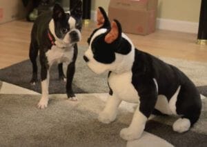 愛犬にそっくりなぬいぐるみ！ 似すぎて犬さんもびっくり？