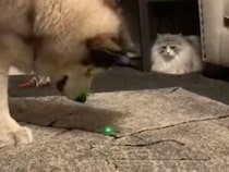 猫さんのおもちゃのはずだったのに、もふもふ犬さんが夢中になって返してくれない！