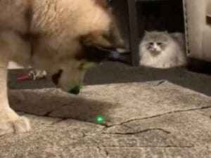 猫さんのおもちゃのはずだったのに、もふもふ犬さんが夢中になって返してくれない！