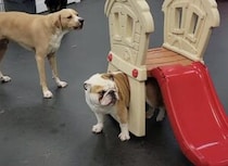 「なんでみんな僕を見るの？」すごいものをくっつけて歩く犬さん。