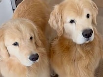 キッチンでカサカサと音が…「絶対おやつだ！」と駆けつけた犬さんたち、袋の正体を知ってしょんぼり