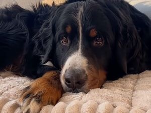 「子猫はどこ？」犬さんに聞いてみたら、とんでもないところに隠れていた