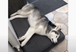 夢の中でもお散歩してる？寝ながら走り出すハスキー犬