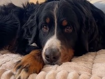 「子猫はどこ？」犬さんに聞いてみたら、とんでもないところに隠れていた
