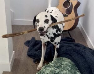 枝にはきっと、犬のロマンが詰まってるんだ！