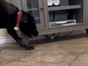小さいけれど頼りになる！大型犬を助ける小型犬。