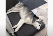 夢の中でもお散歩してる？寝ながら走り出すハスキー犬