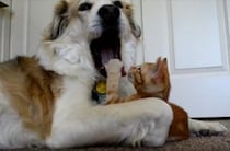 「あぐっ！」先輩犬の大きな口を見た子猫が…