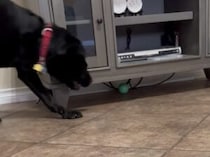 小さいけれど頼りになる！大型犬を助ける小型犬。