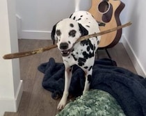 枝にはきっと、犬のロマンが詰まってるんだ！