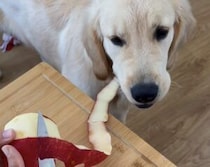 リンゴの皮剥きをお手伝いする犬さん、とっても丁寧なお仕事っぷり 笑