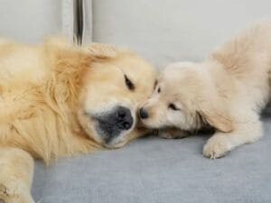 ママに叱られてソファで落ち込むお父さん犬さん、子犬さんが放っておかなかった