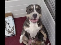 いつものポーズは飽きちゃった…？変わった体勢で子犬にミルクをあげるママ犬