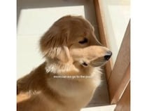 「プール行っていい？」の目で訴えてくる犬さん、許可が出た瞬間その後の行動が全部かわいかった