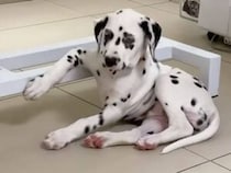 病院の診察台に肘をかけてくつろぐ子犬さん、その余裕が貫禄ありすぎた
