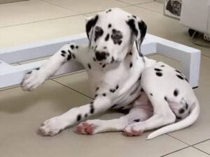 病院の診察台に肘をかけてくつろぐ子犬さん、その余裕が貫禄ありすぎた