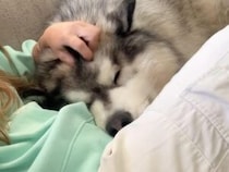 お母さんと甘えん坊タイム中のマラミュートさん、子どもたちの恐竜パワーで秒で終了してしまった