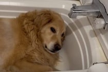気がついたらこんな場所に(笑) バスタブが気に入っちゃった犬さん