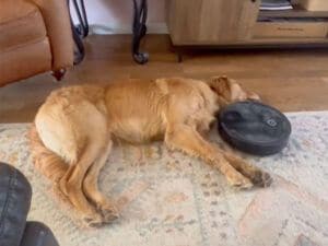 掃除機が何度ぶつかっても起きない犬さんと、毛玉を掃除したいロボットの対決！