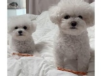 おやつOKの合図を出したのに「本当に食べていいの？」と慎重すぎる犬さん