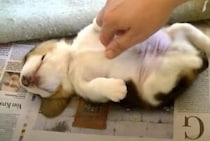 そこが動くの!? 寝ている子犬のおなかを触ると…