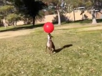 大きな赤いボールをお鼻だけで弾き続ける犬さん、プロのサッカー選手みたいだった