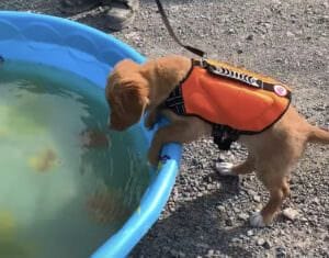 初めてプール遊びをする子犬さん♪ 楽しんでくれると思ったら…