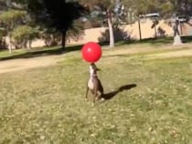 大きな赤いボールをお鼻だけで弾き続ける犬さん、プロのサッカー選手みたいだった