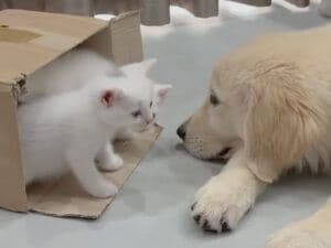 箱をつついたらたくさんの子猫さんが！ 犬さんも子猫の可愛さに可愛さにメロメロ