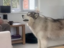 言いたい事がある犬さん、「わんわん」喋ってみても、飼い主さんにどうしても伝わらない…