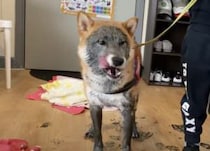 「いっぱい遊んだぞ！」泥んこになって満足そうなワンコ。