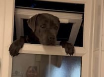 「反省しています」 お風呂を覗こうとした犬さんが大変なことに。
