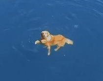 犬「ちゃんと見ててね？」飼い主に泳ぎを見せつけたい！