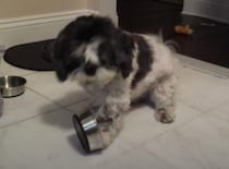 ダイエット中の犬さん、ご飯が少ないと可愛く抗議！