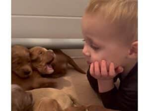 みんな可愛いね♡ 子犬たちを見てうっとり