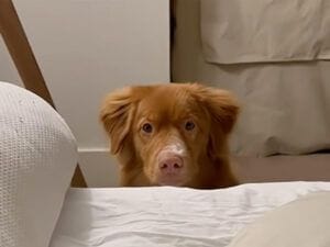 ベッドに「おいで！」と呼ばれた子犬さん、嬉しすぎてちょっぴり計算を間違えた