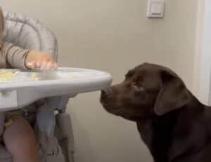 犬「残すなら食べてあげるよ?」赤ちゃんのおやつタイムを見守り!