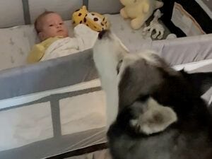 赤ちゃんが泣くたびに「抱っこしてあげて！」と報告しにくるシベリアンハスキーさん
