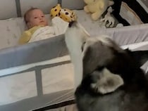 赤ちゃんが泣くたびに「抱っこしてあげて！」と報告しにくるシベリアンハスキーさん