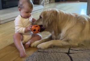 ちょっと貸してね！ 赤ちゃんよりもおもちゃに夢中になる犬さん。