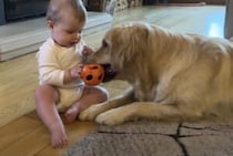ちょっと貸してね！ 赤ちゃんよりもおもちゃに夢中になる犬さん。