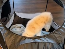 サークルの中でおとなしくしていると思ったら、まさかの方法で移動し始めた子犬さん
